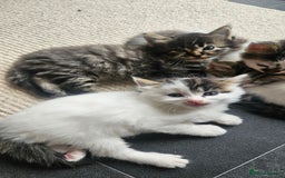 Domestic Shorthair cats for sale: Male and female  - Image 28