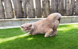 British Shorthair cats for sale: Fawn tortie girl  - Advert 1