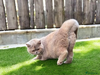 British Shorthair cats for sale: Fawn tortie girl - Advert 1