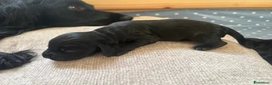Sprocker Puppy 1