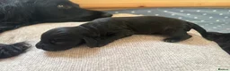 Sprocker dogs for sale: Gorgeous Sprocker spaniels for sale in West Byfleet - Advert 17