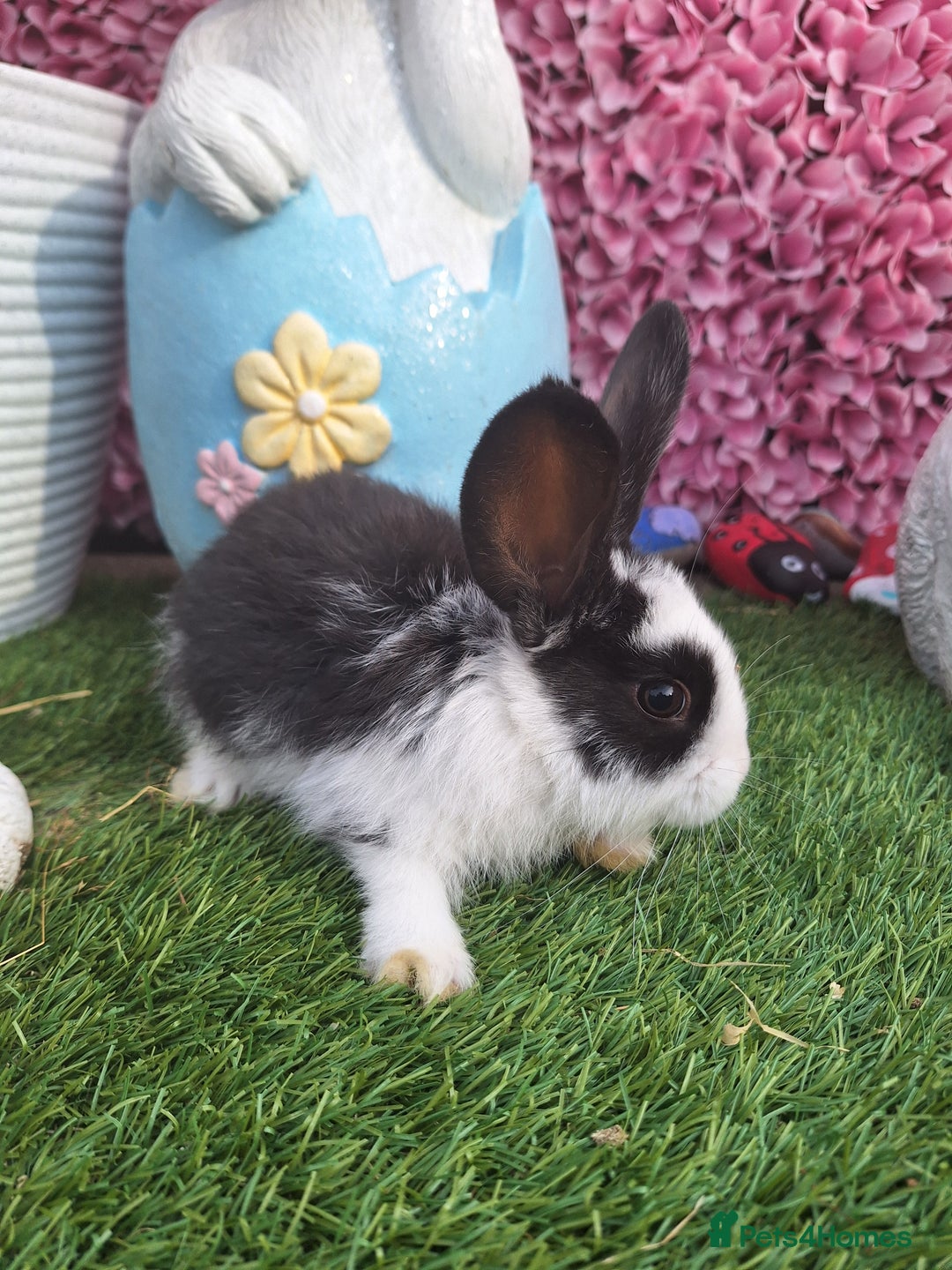 New Zealand rabbits for sale: New Zeland Baby Rabbits  - Image 3
