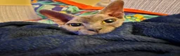 Sphynx cats for sale: Female Sphynx looking for loving home in Tonbridge - Advert 8