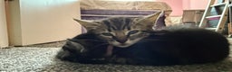 Mixed Breed cats for sale: Mixed bengal kittens - Advert 2