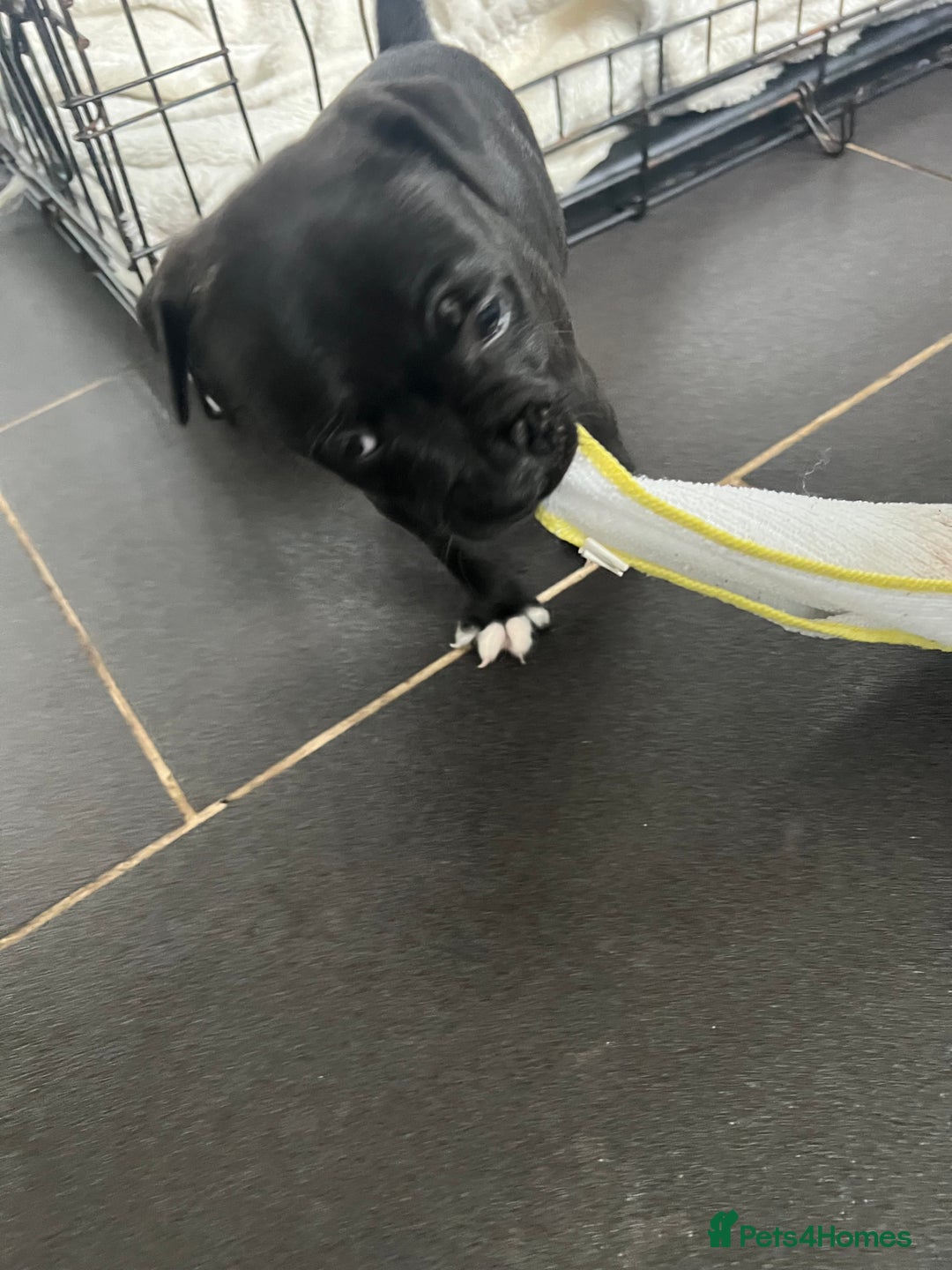 Staffordshire Bull Terrier dogs for sale: LAST ONE🥇VALGLO BLOODLINE SHORT STOCKY STAFFS 🏆 - Image 13