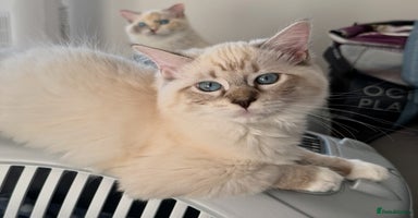 Ragdoll cats - Advert 4