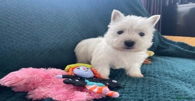 West Highland Terrier dogs - Advert 5