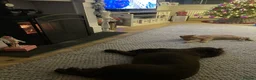Mixed Breed cats for sale: Female ginger cat 1 year old  in Harrogate - Advert 3