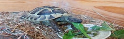 Hermann Tortoise reptiles for sale: Herman Torroise - Advert 3