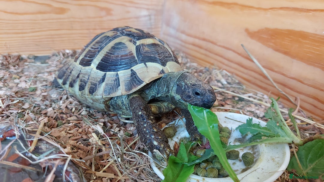 Hermann Tortoise reptiles for sale: Herman Torroise - Advert 3