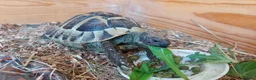Hermann Tortoise reptiles for sale: Herman Torroise - Advert 3