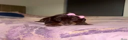 Miniature Dachshund dogs for sale: Miniature dachshund puppies - Advert 8