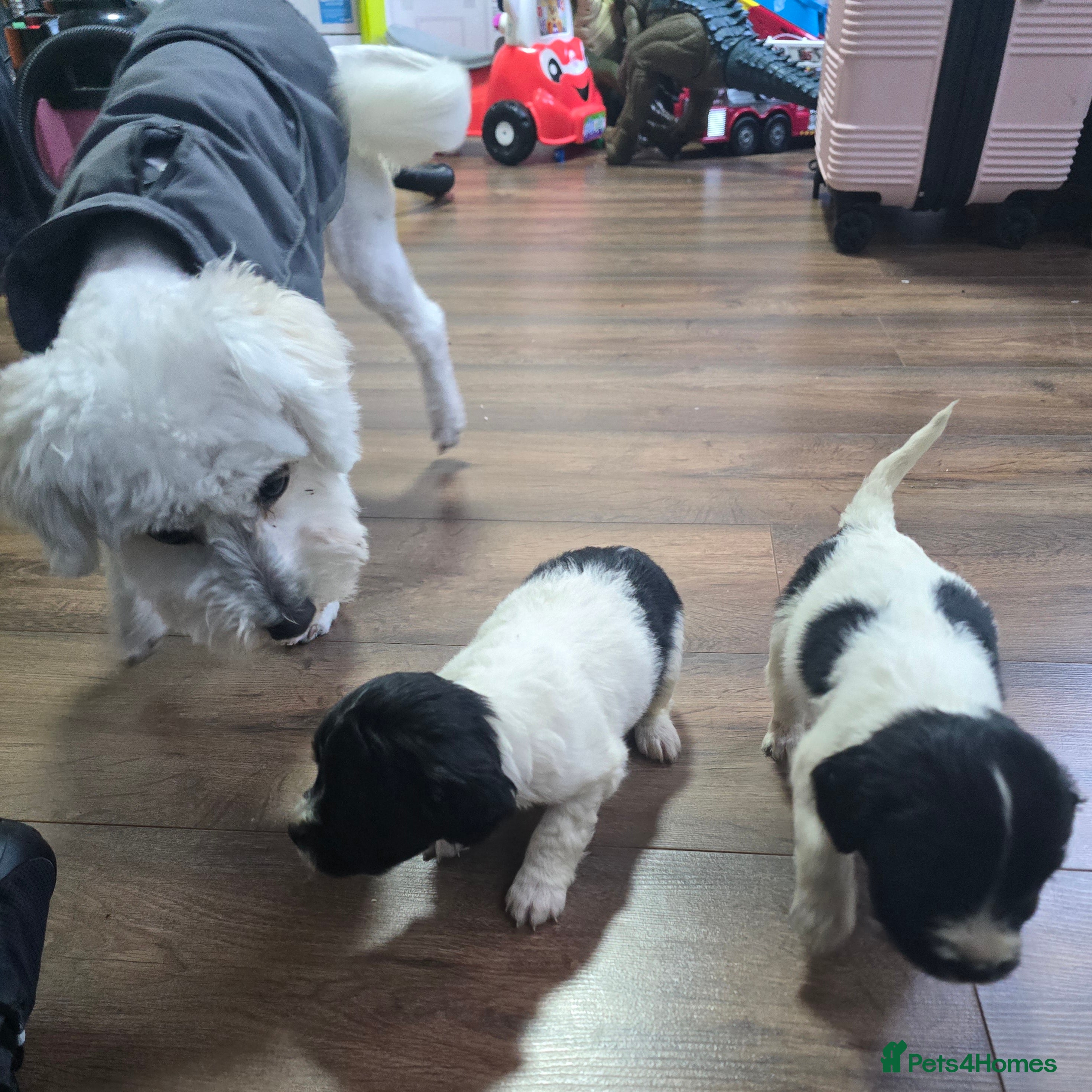 Mixed Breed dogs Malchi puppies  - Advert 5