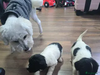 Mixed Breed dogs Malchi puppies - Advert 2