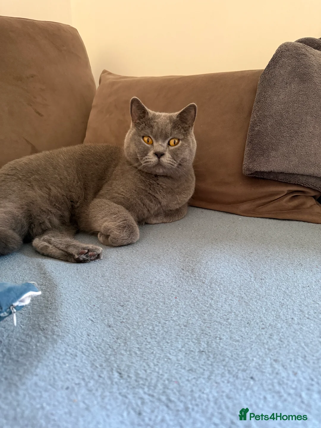 Brazilian Shorthair cats for sale: 2 BSH - Advert 2