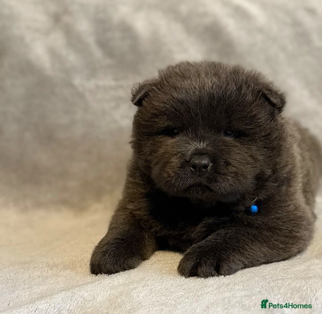 Chow Chow dogs for sale: KC Reg Chow Chow Puppies  - Advert 33
