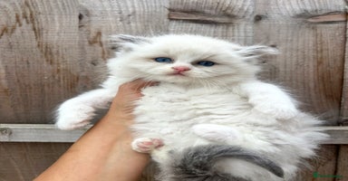 Ragdoll cats - Advert 2