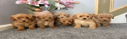 Coton De Tulear dogs for sale: Coton noodles puppies ready now  - Advert 5