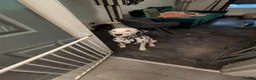 Dalmatian dogs for sale: Dalmatian puppies  - Advert 1