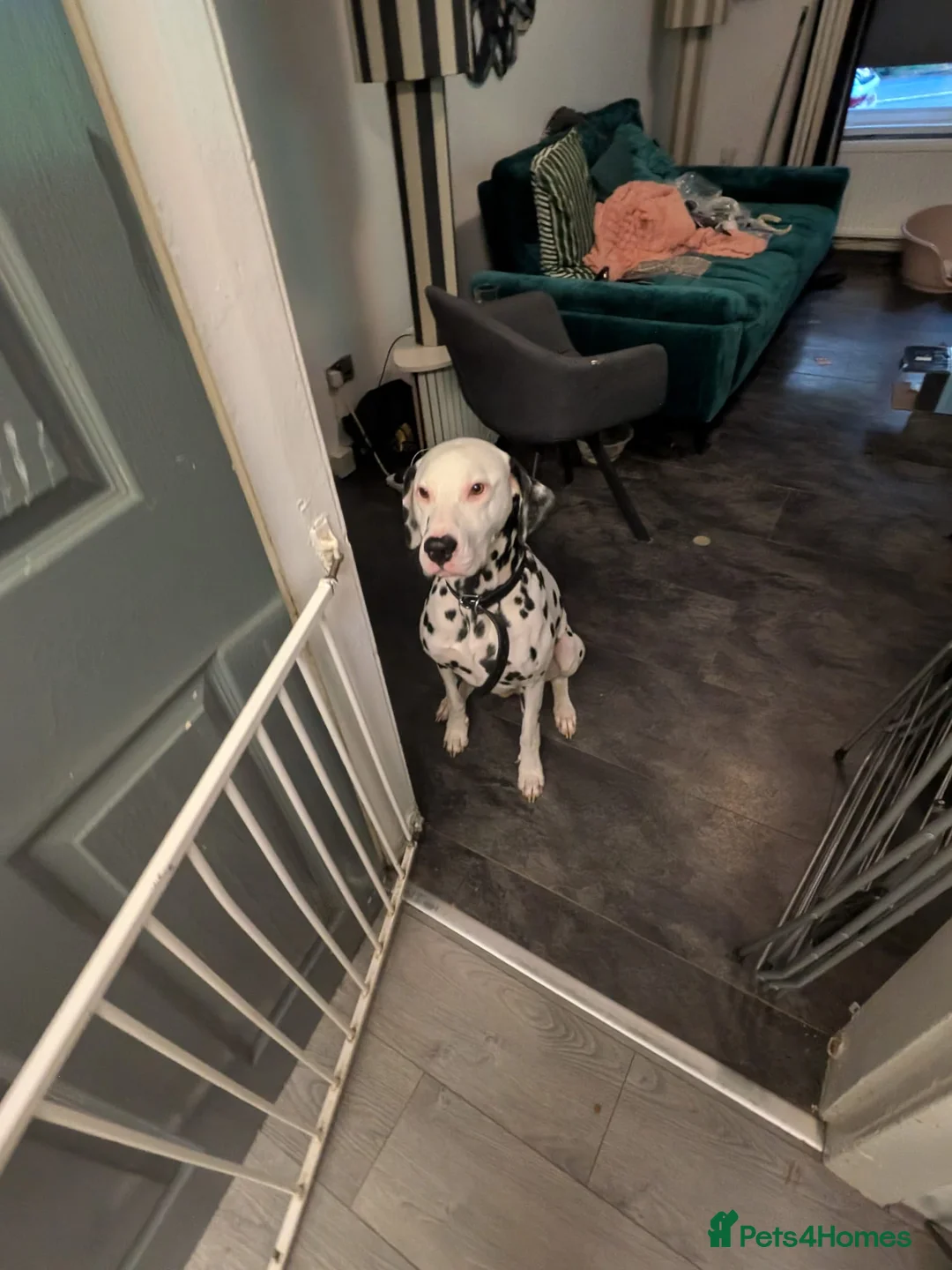 Dalmatian dogs for sale: Dalmatian puppies  - Advert 1