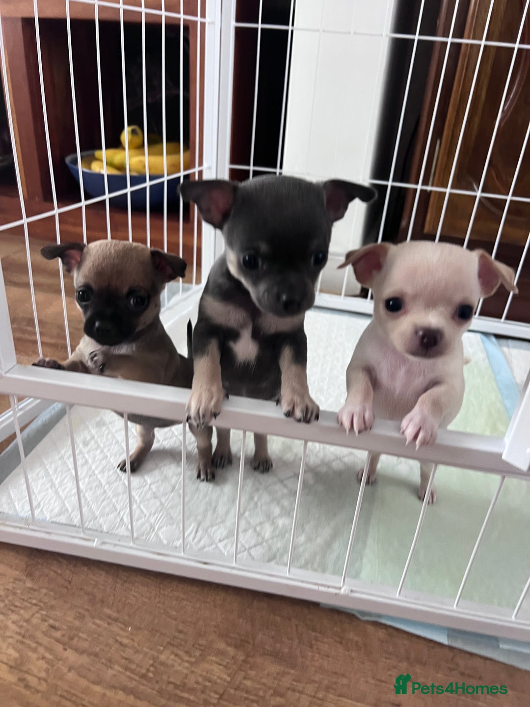 Chihuahua dogs for sale: Adorable apple head short coat chihuahua puppies.  - Image 18