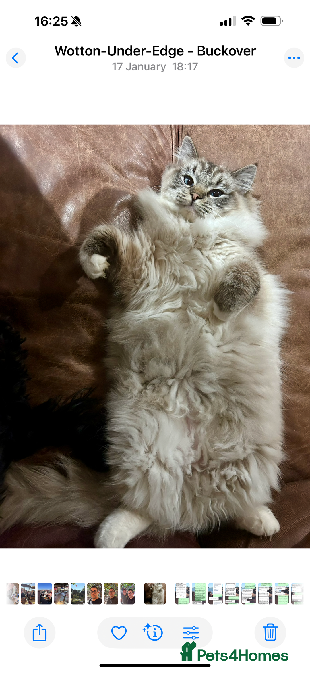 Ragdoll cats for sale: 5 Beautiful Ragdoll Kittens  - Image 24