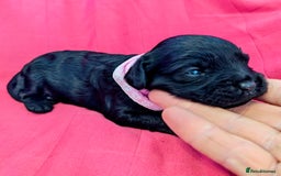 Cavapoo dogs for sale: Beautiful Phantom Merle and Phantom Cavapoos - Image 25