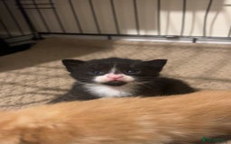 Mixed Breed cats for sale: 2 beautiful kittens - Image 9