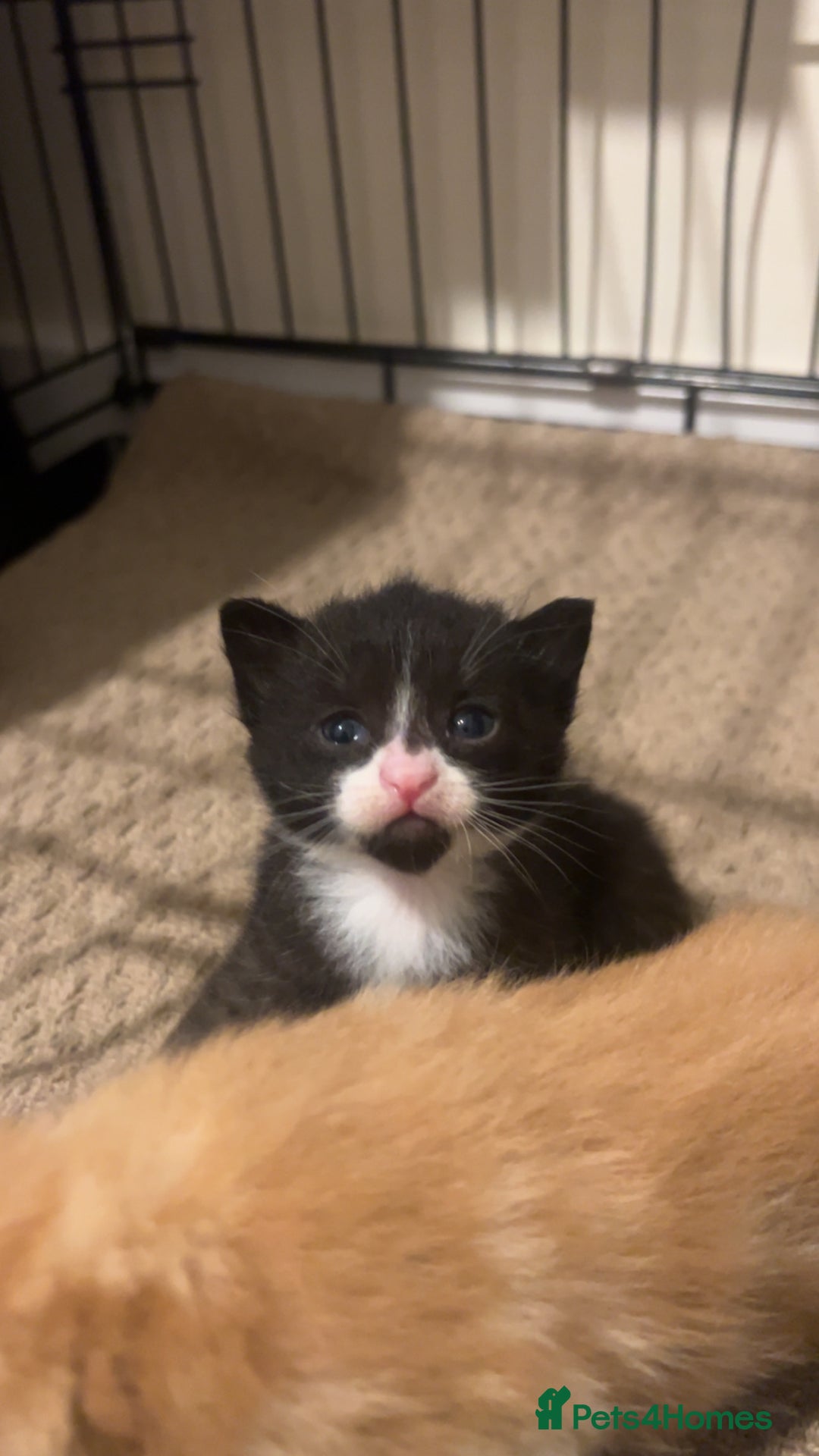 Mixed Breed cats for sale: 2 beautiful kittens - Image 9