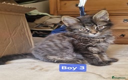 Maine Coon cats for sale: Gorgeous Half Maine Coon Boys and Girls  - Image 16