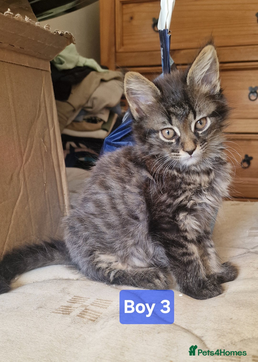 Maine Coon cats for sale: Gorgeous Half Maine Coon Boys and Girls  - Image 16