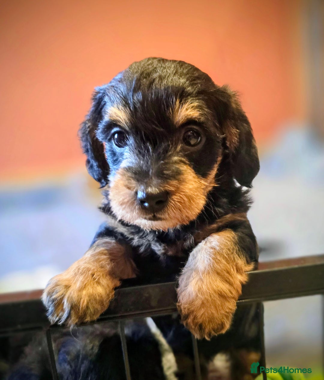 Doxiepoo dogs for sale: Stunning F1 Doxiepoos  - Image 7