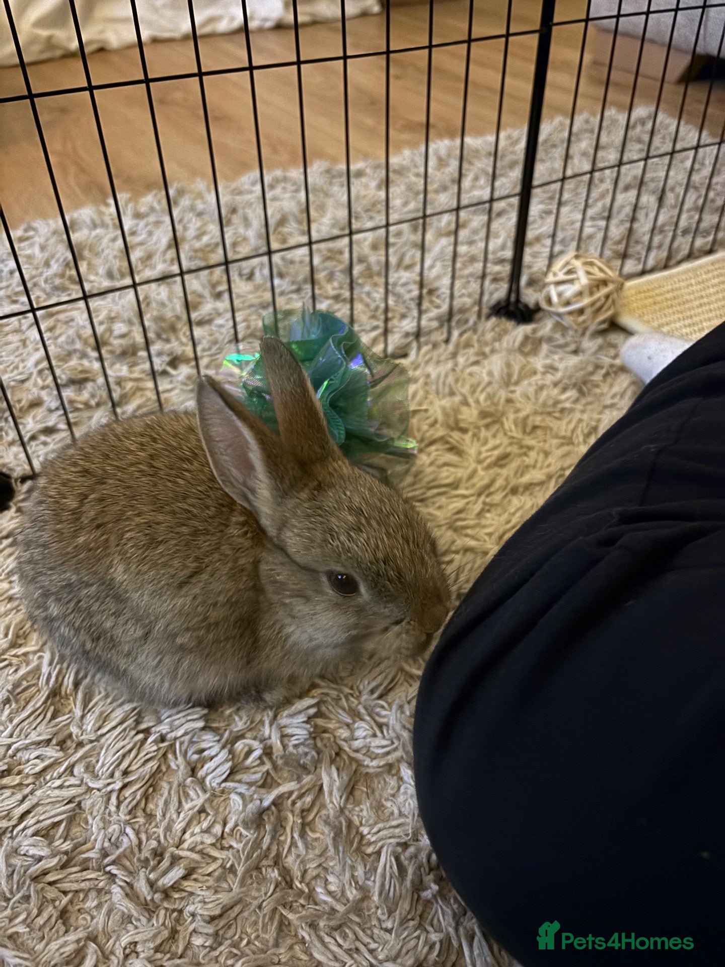 Netherland Dwarf rabbits for sale: Netherland Dwarf Rabbit - Advert 11
