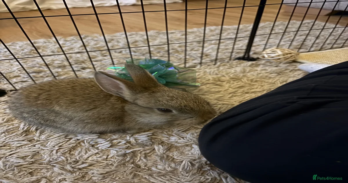 Netherland Dwarf Rabbit for sale in Camberley | Pets4Homes