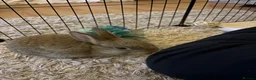 Netherland Dwarf rabbits for sale: Netherland Dwarf Rabbit - Advert 1