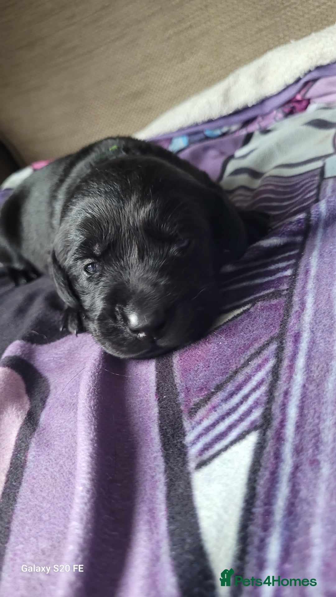 Labrador Retriever dogs for sale: 6 beautiful Labrador (all reserved)  - Advert 16