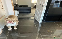Olde English Bulldogge dogs for sale: Dave - 8.5 Month Old Friendly dog needs new home - Image 3