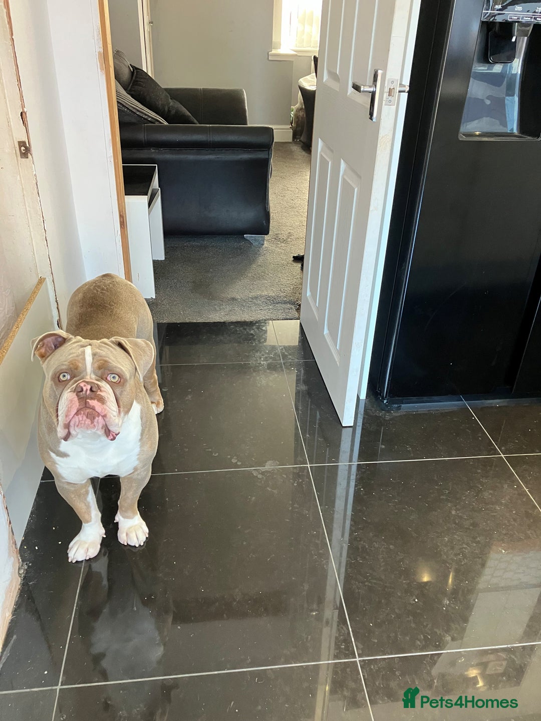 Olde English Bulldogge dogs for sale: Dave - 8.5 Month Old Friendly dog needs new home - Image 3