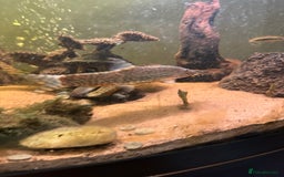 Loaches fish for sale: Yoyo loach x3  - Image 2