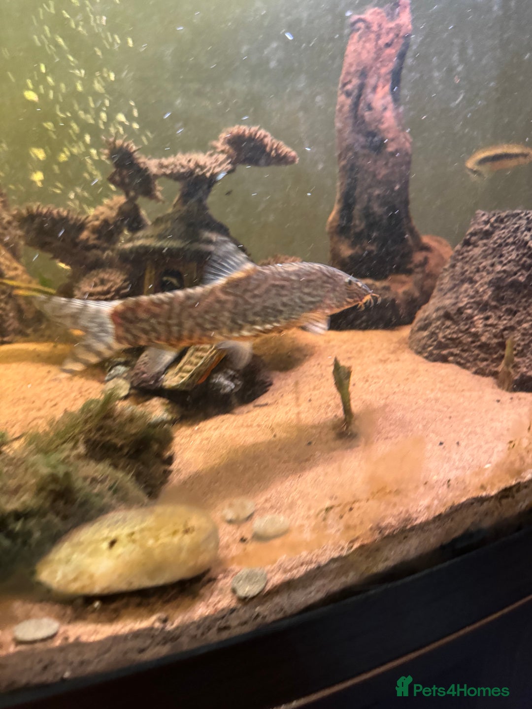 Loaches fish for sale: Yoyo loach x3  - Image 2