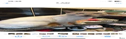 Bengal cats for sale: ❤️ 3 ABSOLUTELY BEAUTIFUL FELINES SO FRIENDLY ❤️ - Advert 5