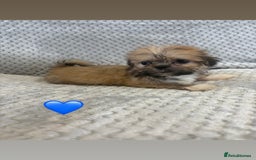 Lhasa Apso dogs for sale: Beautiful Lhasa Apso  - Image 7
