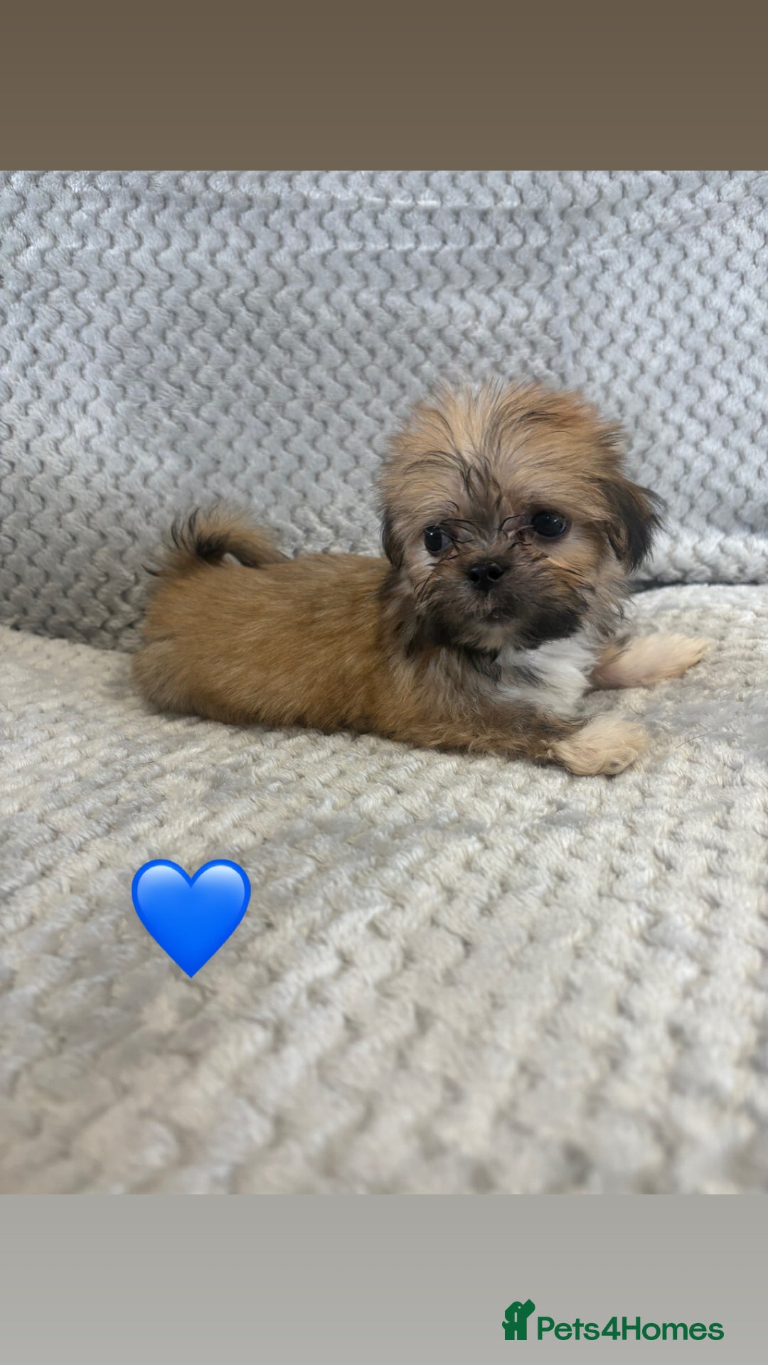 Lhasa Apso dogs for sale: Beautiful Lhasa Apso  - Image 7