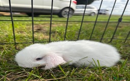 Mini Lop rabbits for sale: Adorable mini lop babies - Image 5