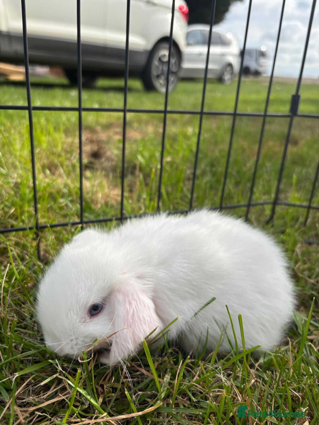 Mini Lop rabbits for sale: Adorable mini lop babies - Image 5