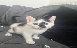 Mixed Breed cats for sale: Lovely kittens - Image 5