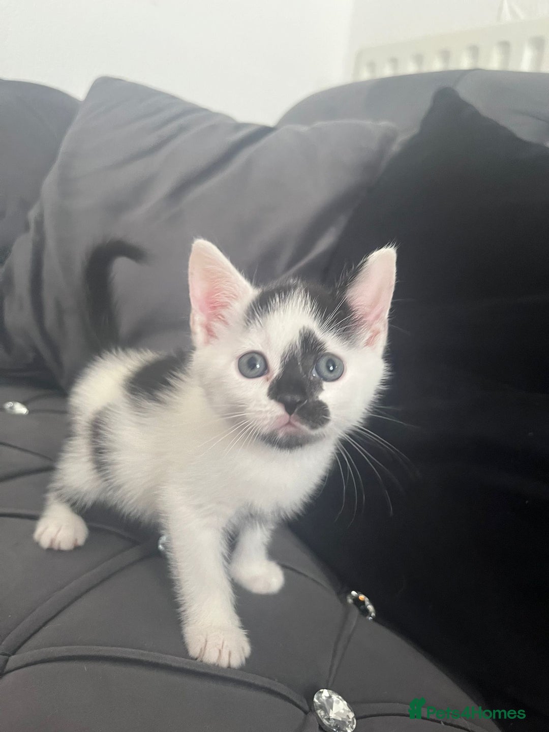 Mixed Breed cats for sale: Lovely kittens - Image 5