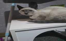 Ragdoll cats for sale: Last 2 ragdoll x British short hair - Image 8