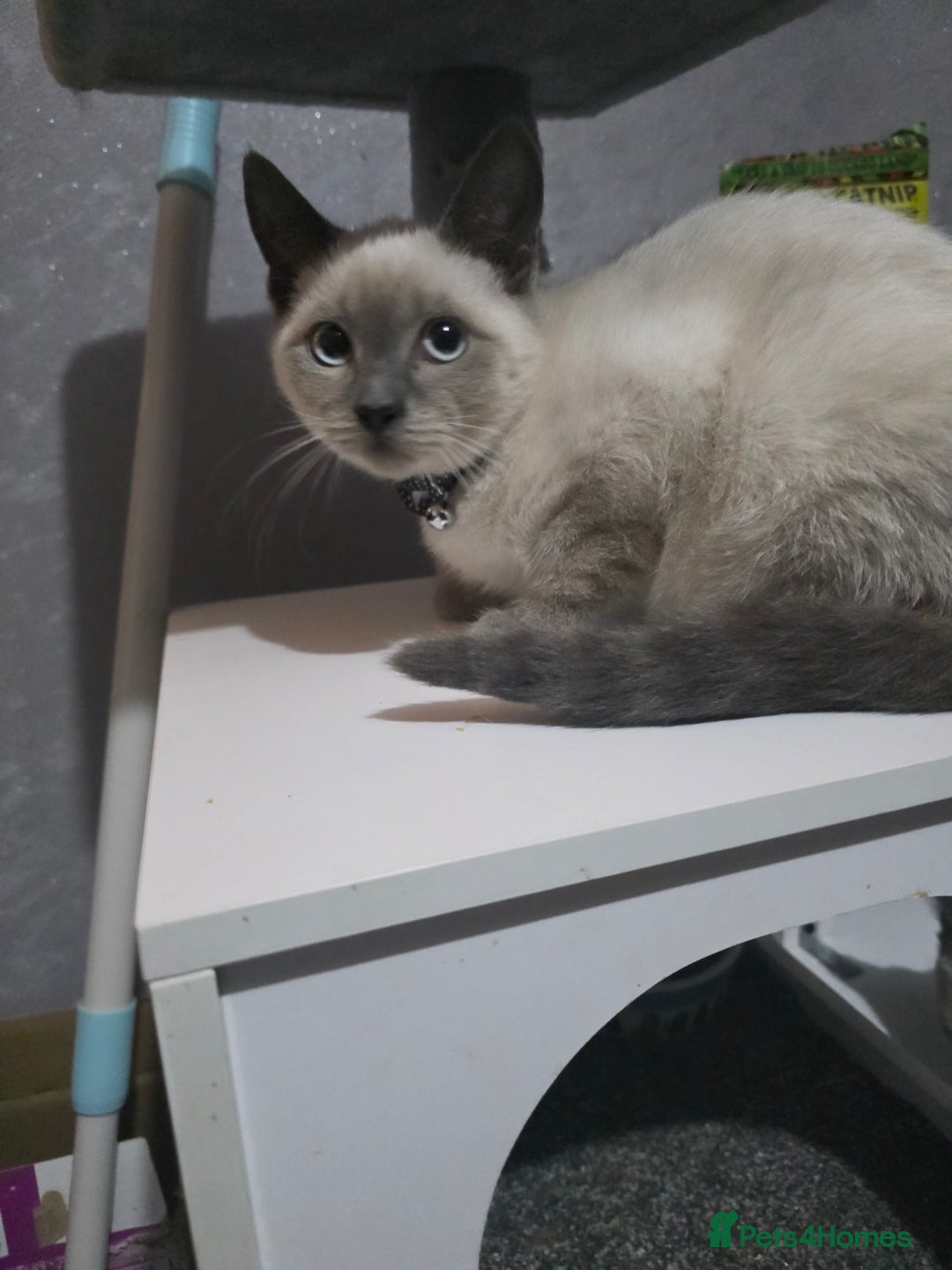 Ragdoll cats for sale: Last 2 ragdoll x British short hair - Image 8