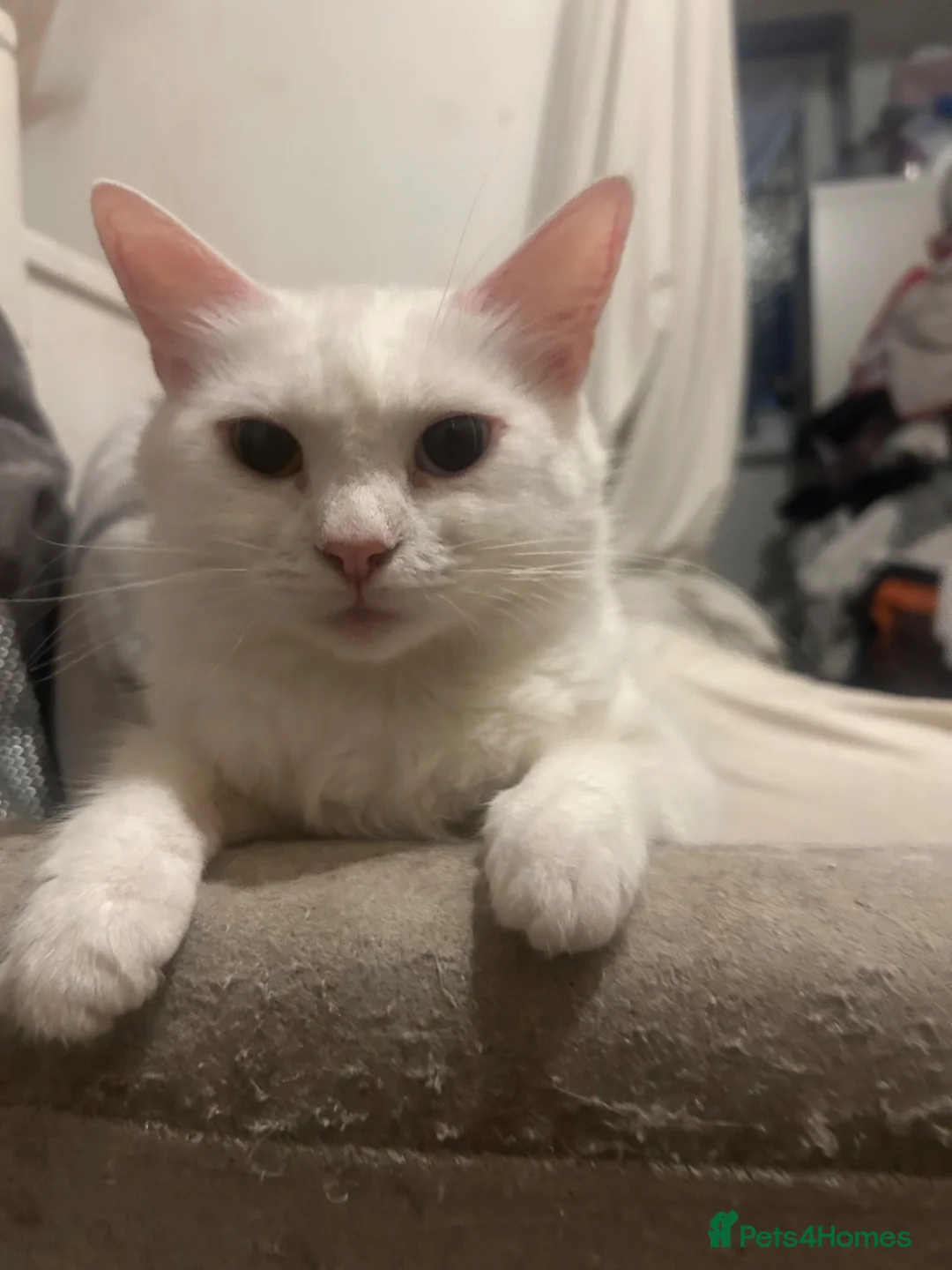 American Shorthair cats for sale: Kittens for sale - Advert 1